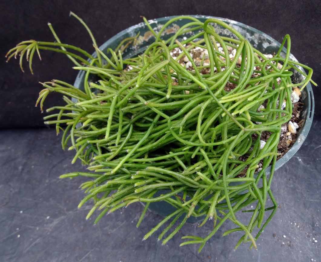 Rhipsalis capilliformis *Big Plants*