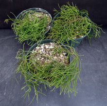 Load image into Gallery viewer, Rhipsalis capilliformis *Big Plants*
