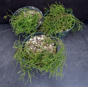 Rhipsalis capilliformis *Big Plants*