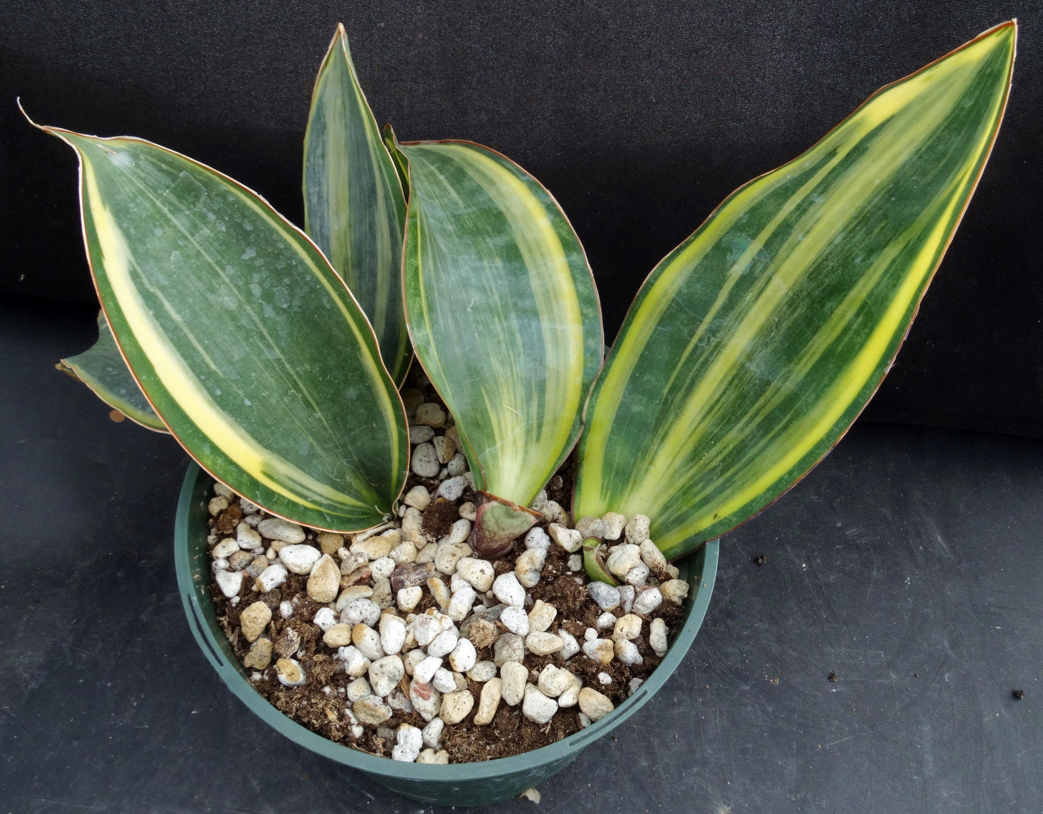 whale fin dracaena Sansevieria masoniana 'variegata' Whale Fin (Dracaena) *4 Growing Points*