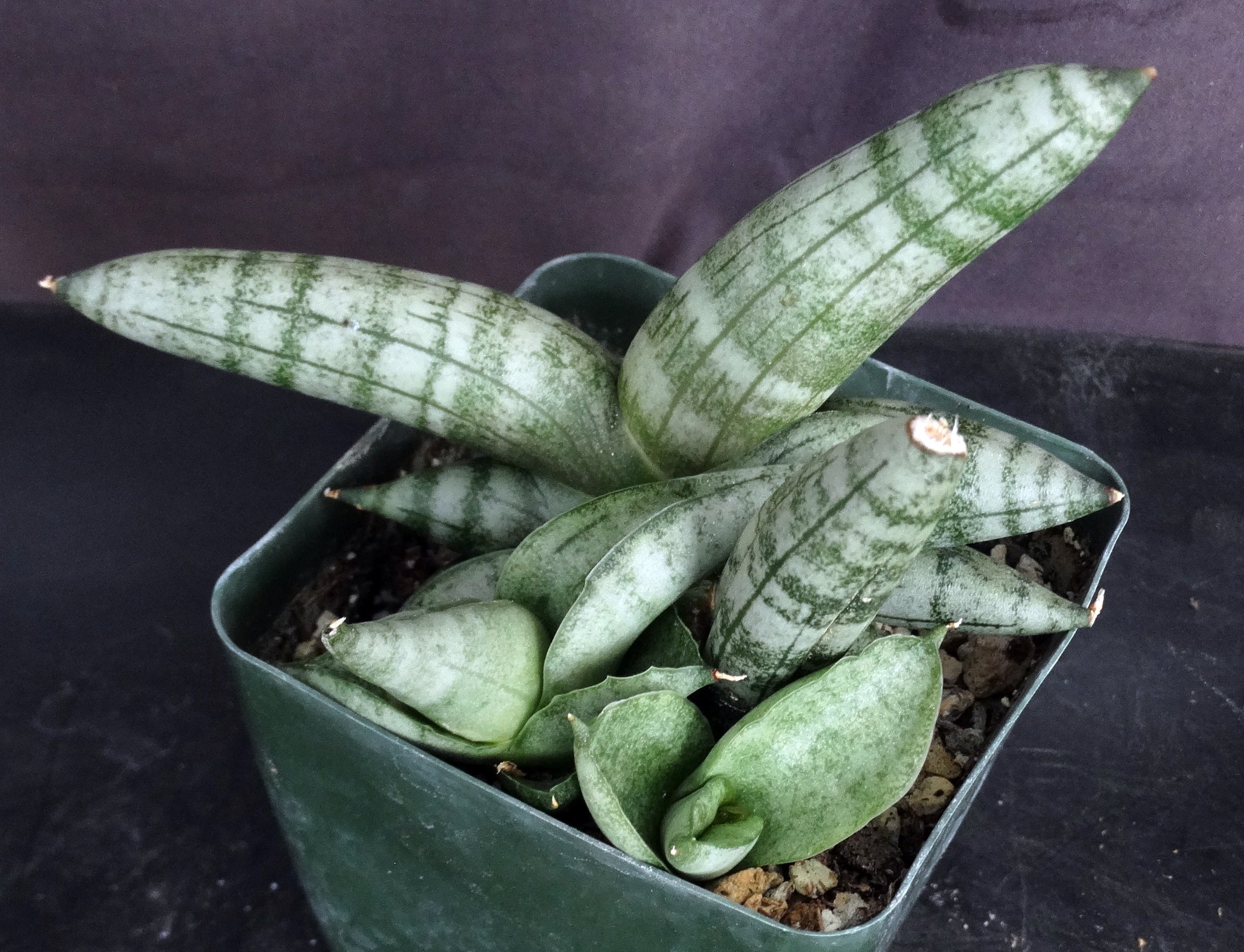 sansevieria cylindrica boncel Sansevieria cylindrica 'Boncel' – Kyle's Plants