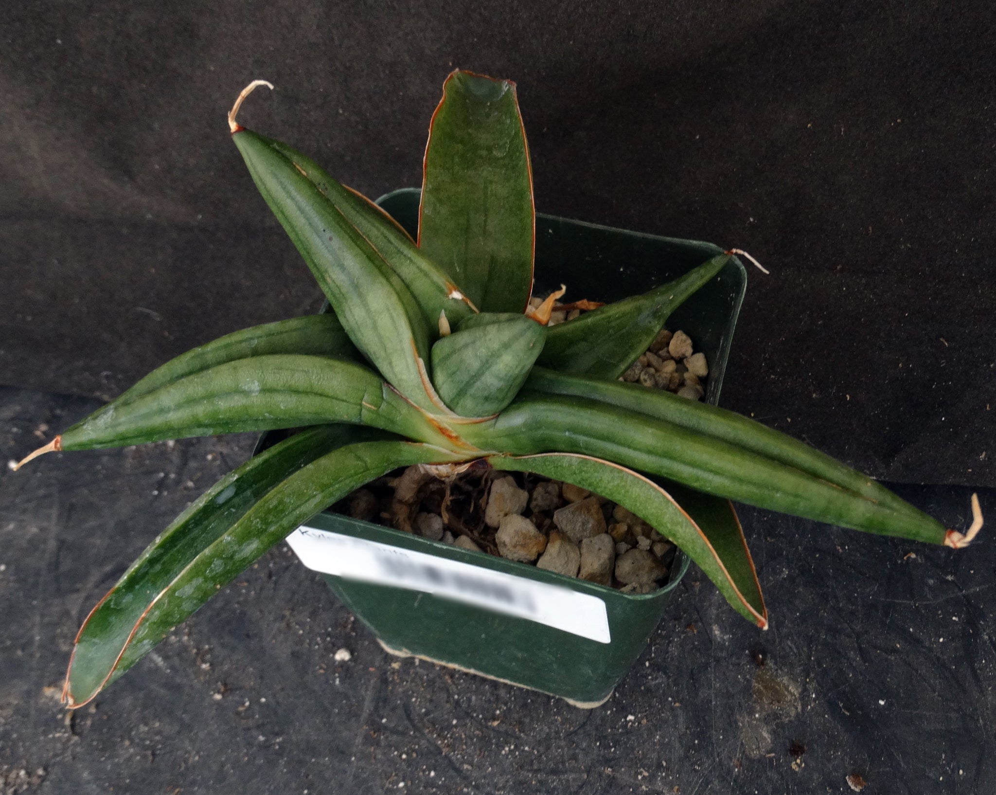 is dracaena a snake plant Sansevieria patens (Dracaena) – Kyle's Plants