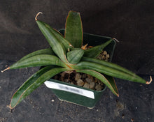 Load image into Gallery viewer, Sansevieria patens (Dracaena)
