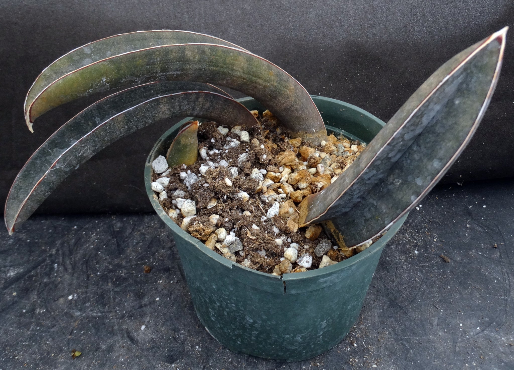 sansevieria baseball bat Sansevieria halii 'Pink Baseball Bat' *Three Growing Points* – Kyle's Plants