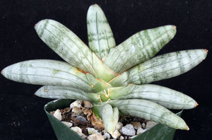 Sansevieria cylindrica 'Boncel' *Big Plant*
