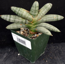 Load image into Gallery viewer, Sansevieria cylindrica &#39;Boncel&#39; *Big Plant*
