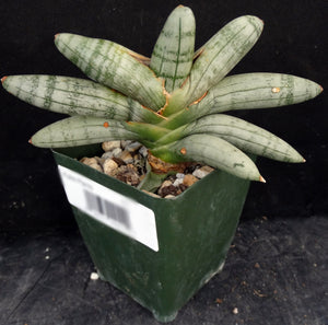 Sansevieria cylindrica 'Boncel' *Big Plant*
