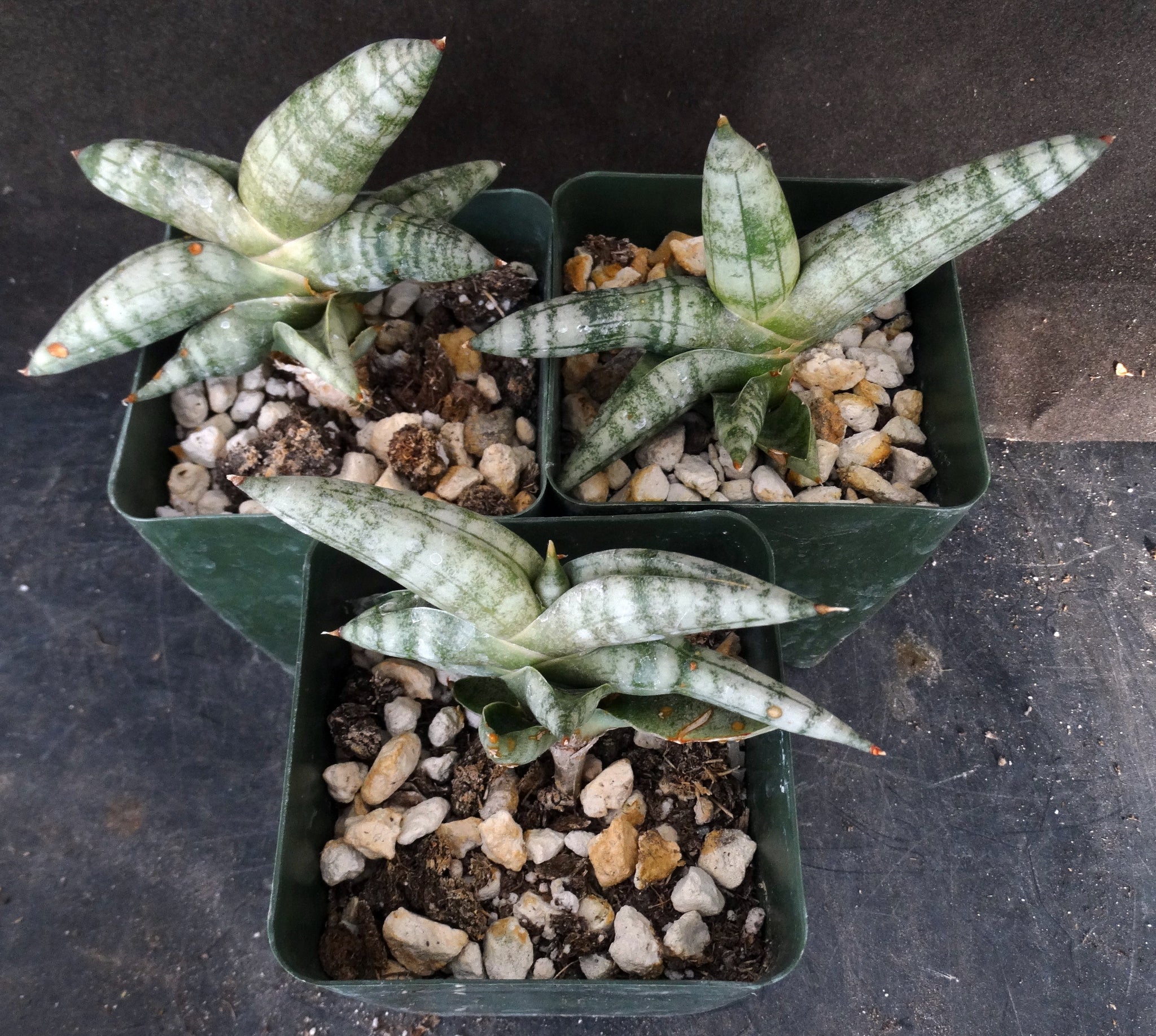 sansevieria cylindrica boncel Sansevieria cylindrica 'Boncel' – Kyle's Plants