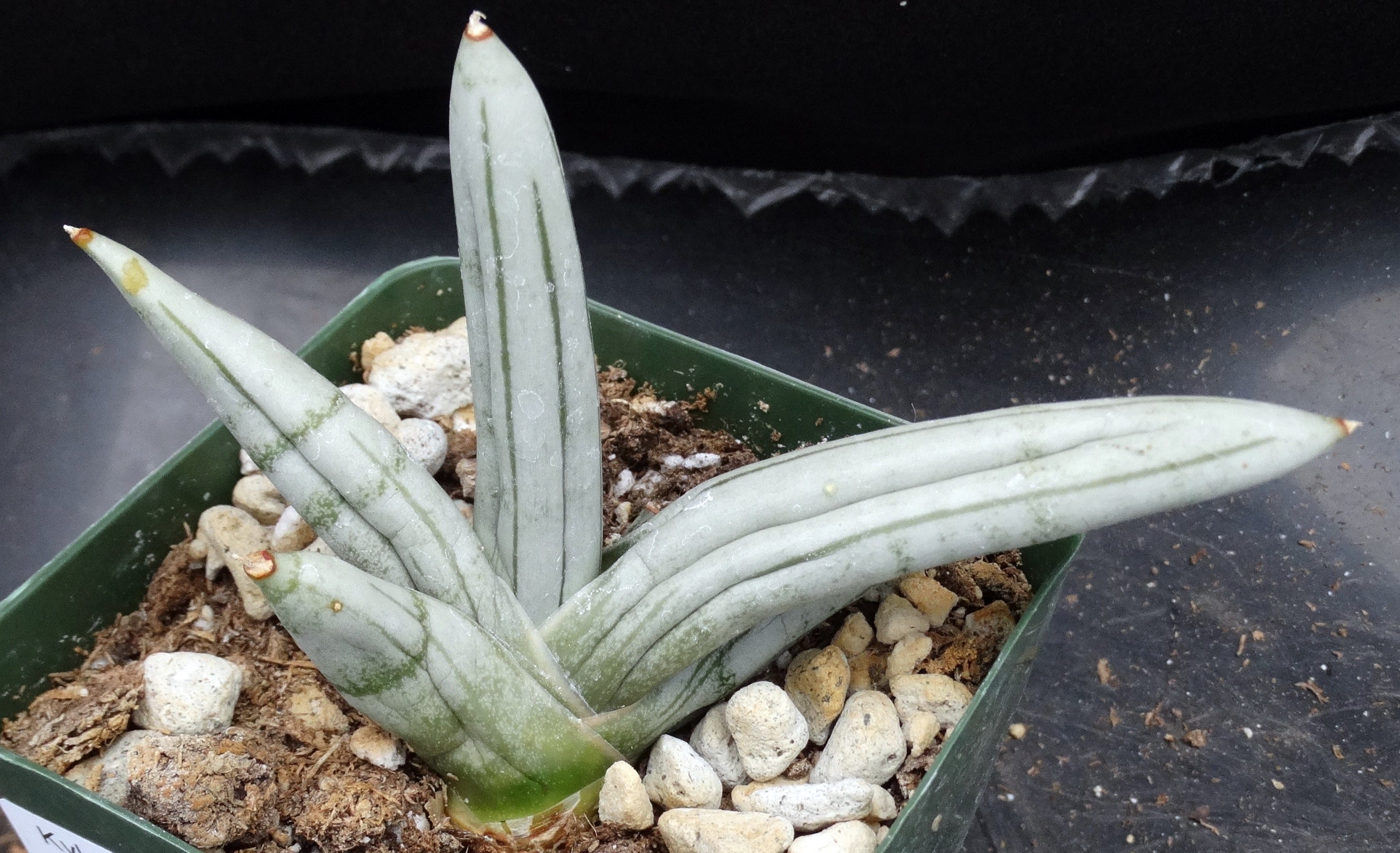sansevieria silver silk Sansevieria "Boncel" Silver form (Dracena)