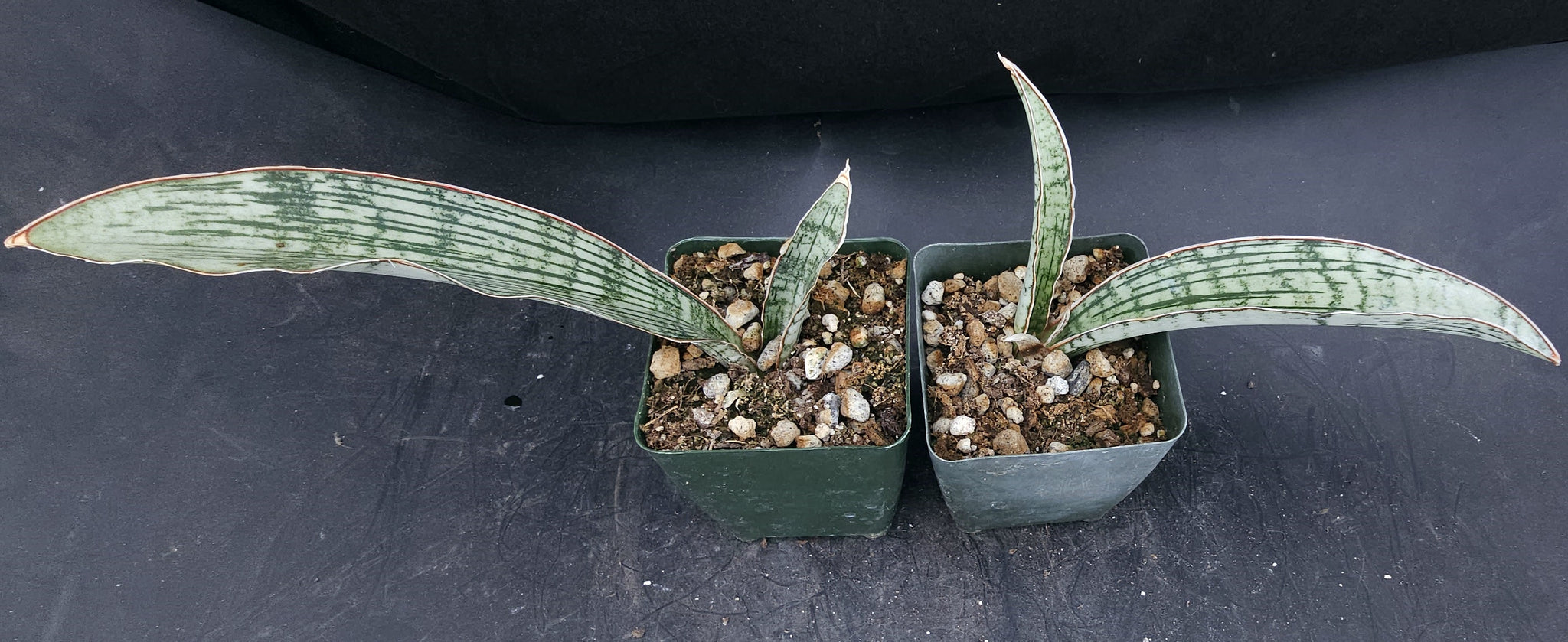 sansevieria kirkii super clone Sansevieria kirkii 'Cleopatra' (Dracaena) *Striped leaves* – Kyle's Plants