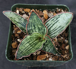 sansevieria kirkii cleopatra Sansevieria kirkii 'Cleopatra' (Dracaena) *Striped leaves* – Kyle's Plants