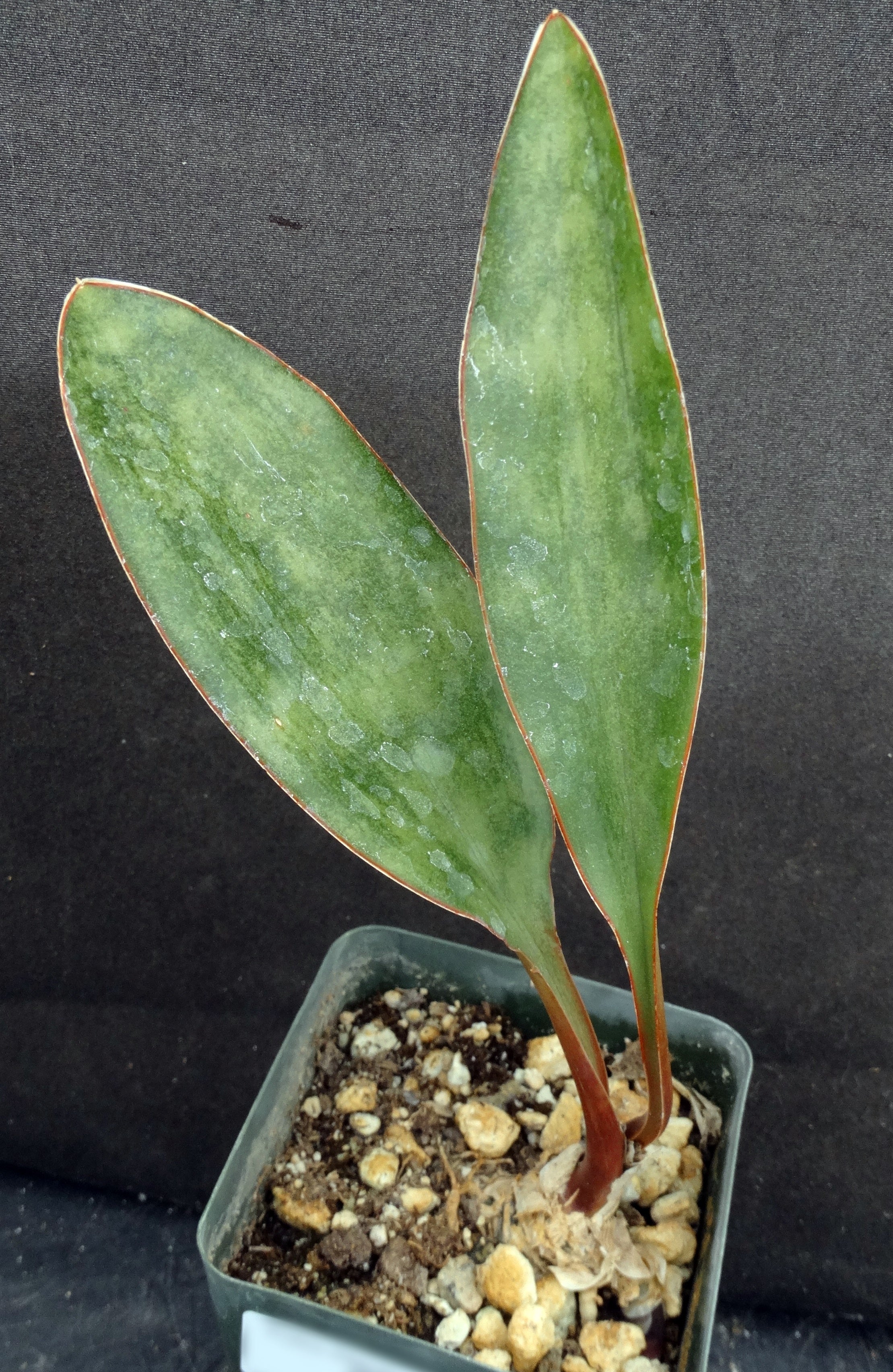 sansevieria conspicua Sansevieria concinna