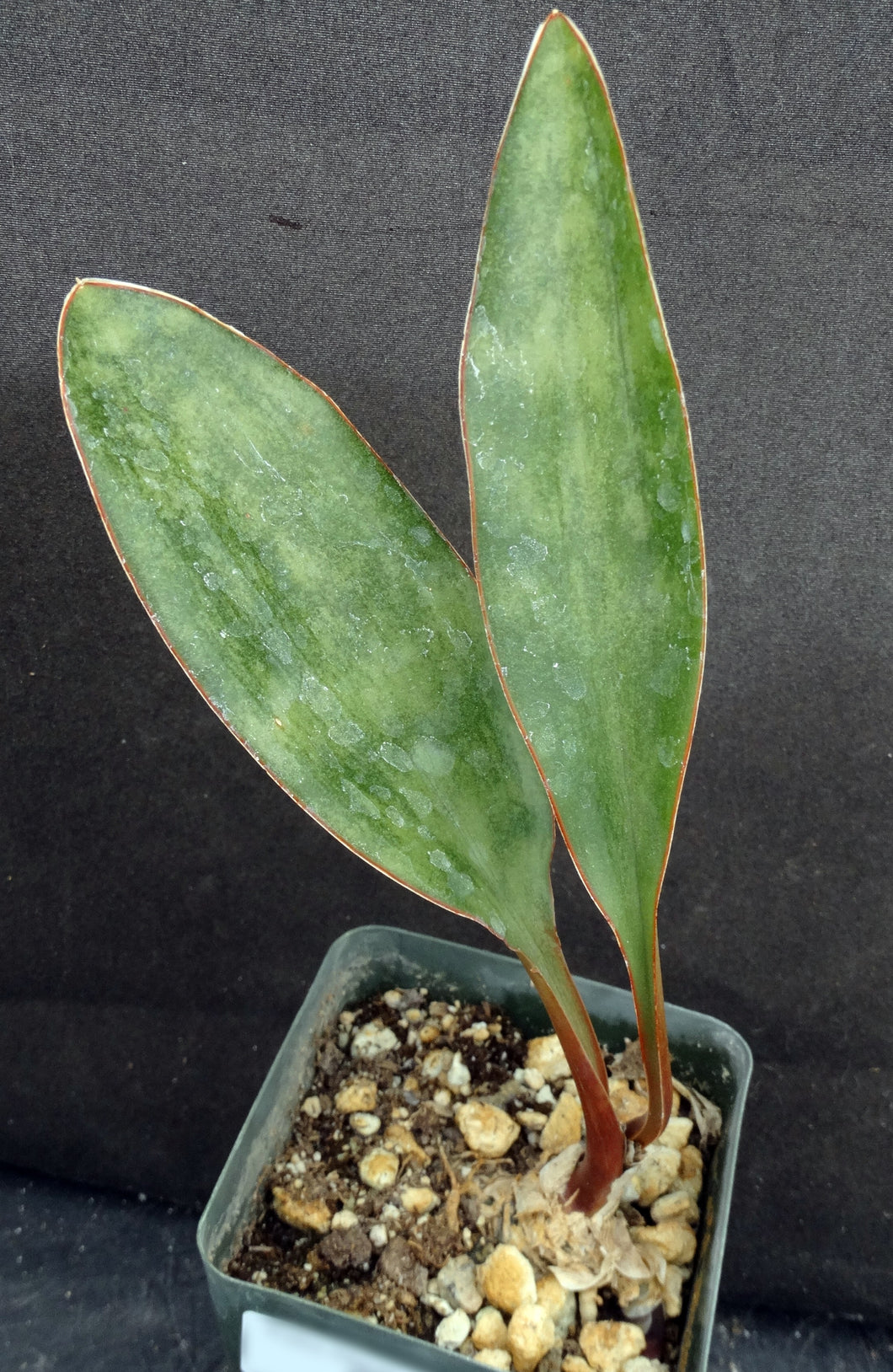 Sansevieria concinna