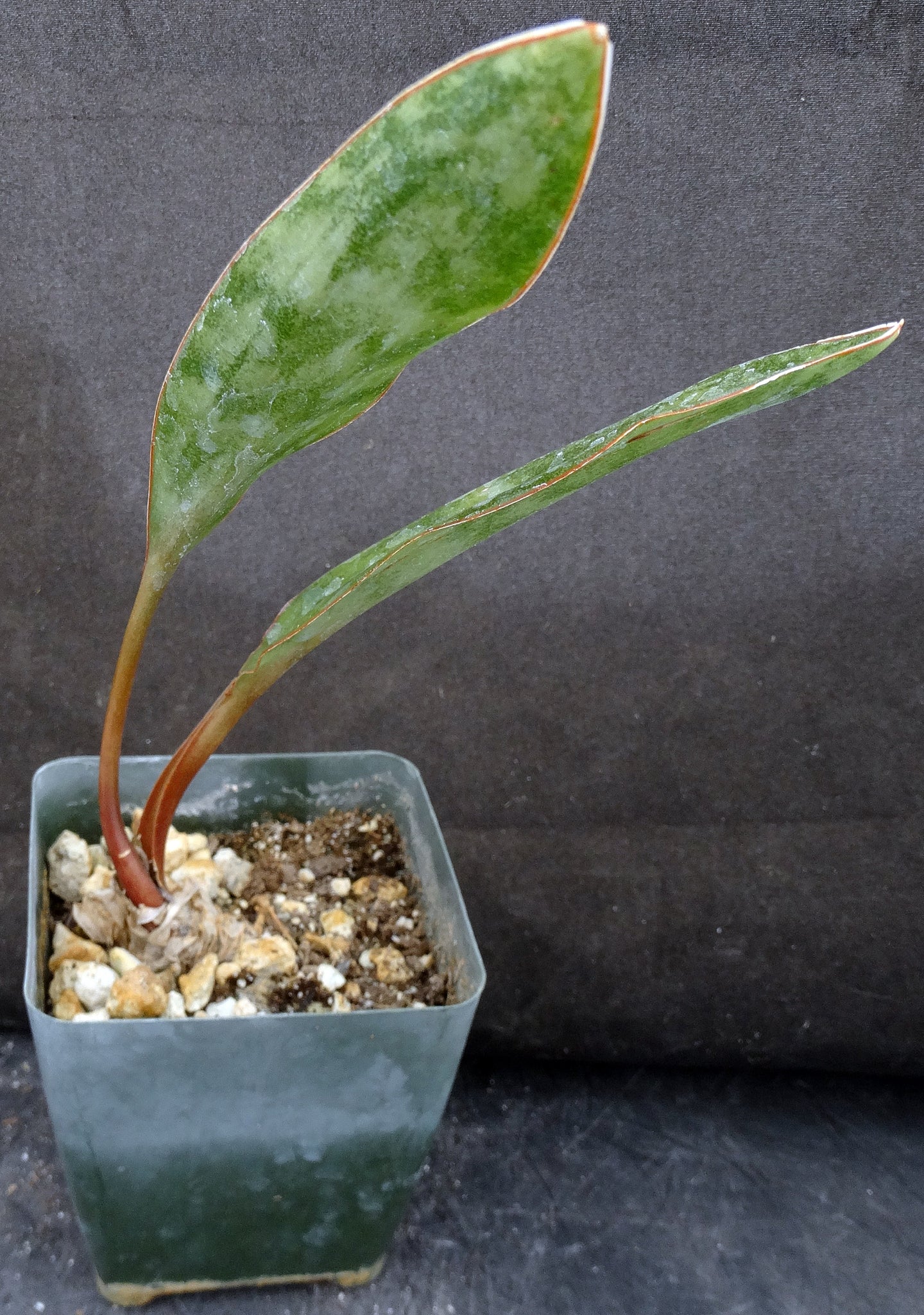 sansevieria spoon leaf Sansevieria concinna