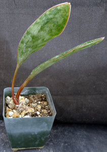 sansevieria conspicua Sansevieria concinna