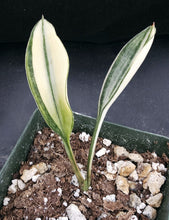 Load image into Gallery viewer, Sansevieria concinna &#39;variegata&#39; *Variegated Snake Plant*
