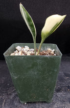 Load image into Gallery viewer, Sansevieria concinna &#39;variegata&#39; *Variegated Snake Plant*
