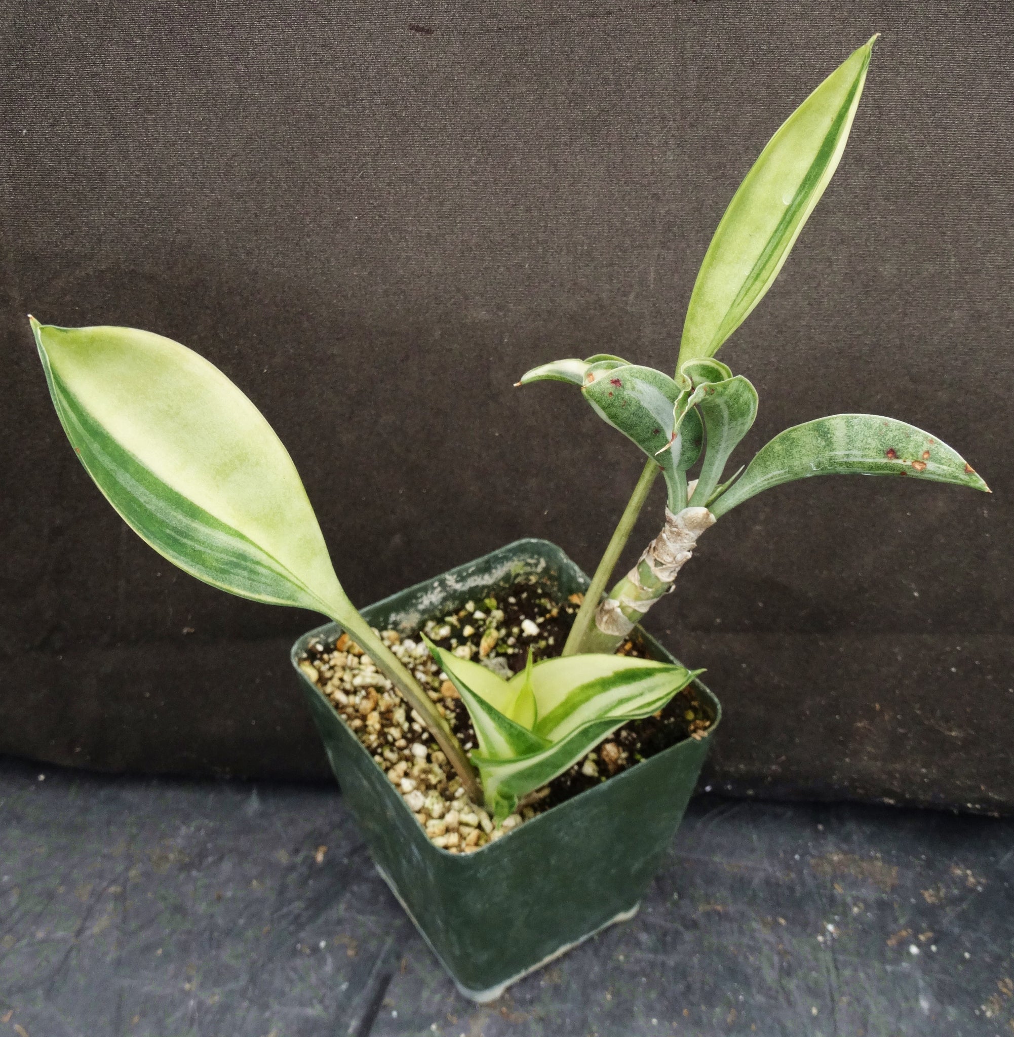 sansevieria concinna spoon leaf Sansevieria concinna 'variegata' *Variegated Snake Plant* – Kyle's Plants