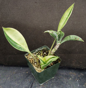 Sansevieria concinna 'variegata' *Variegated Snake Plant*