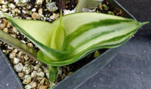 Sansevieria concinna 'variegata' *Variegated Snake Plant*