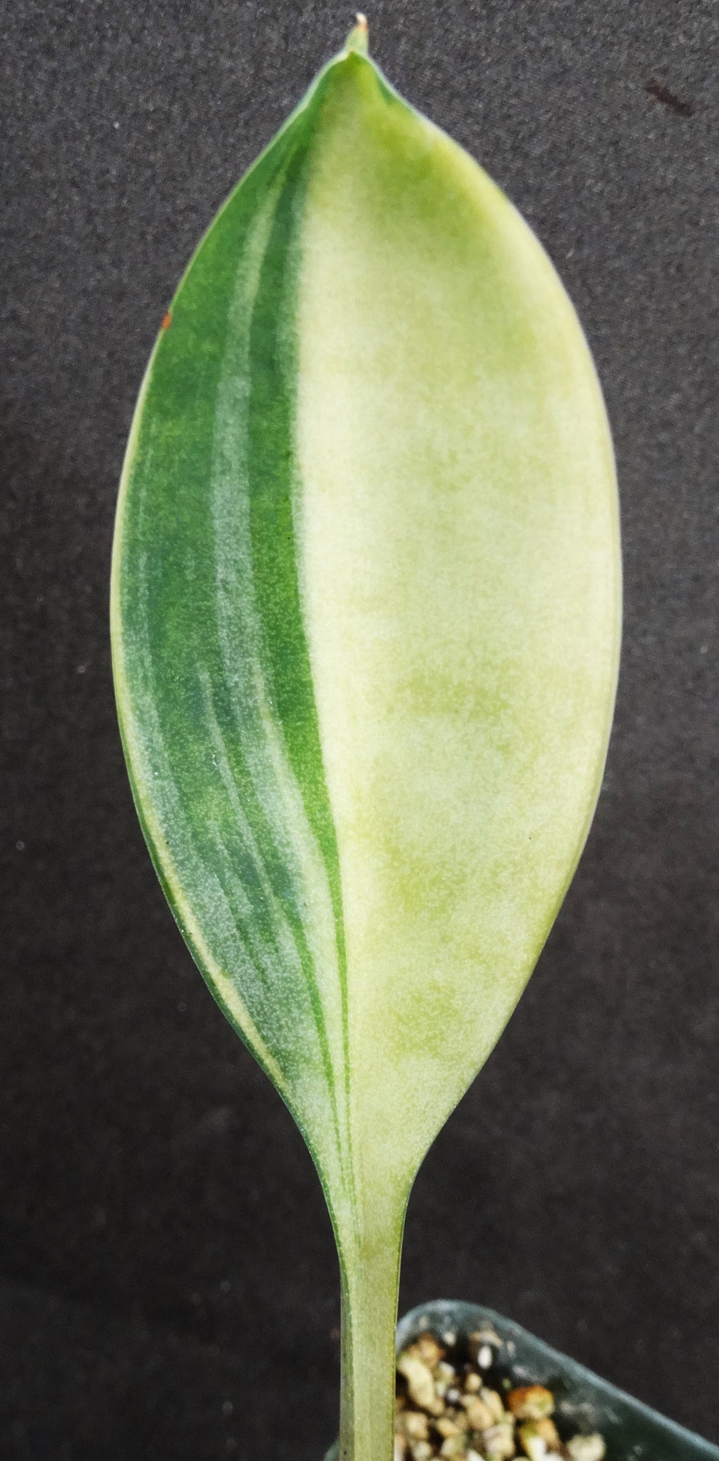sansevieria concinna for sale Sansevieria concinna 'variegata' *Variegated Snake Plant* – Kyle's Plants
