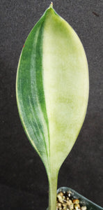 Sansevieria concinna 'variegata' *Variegated Snake Plant*