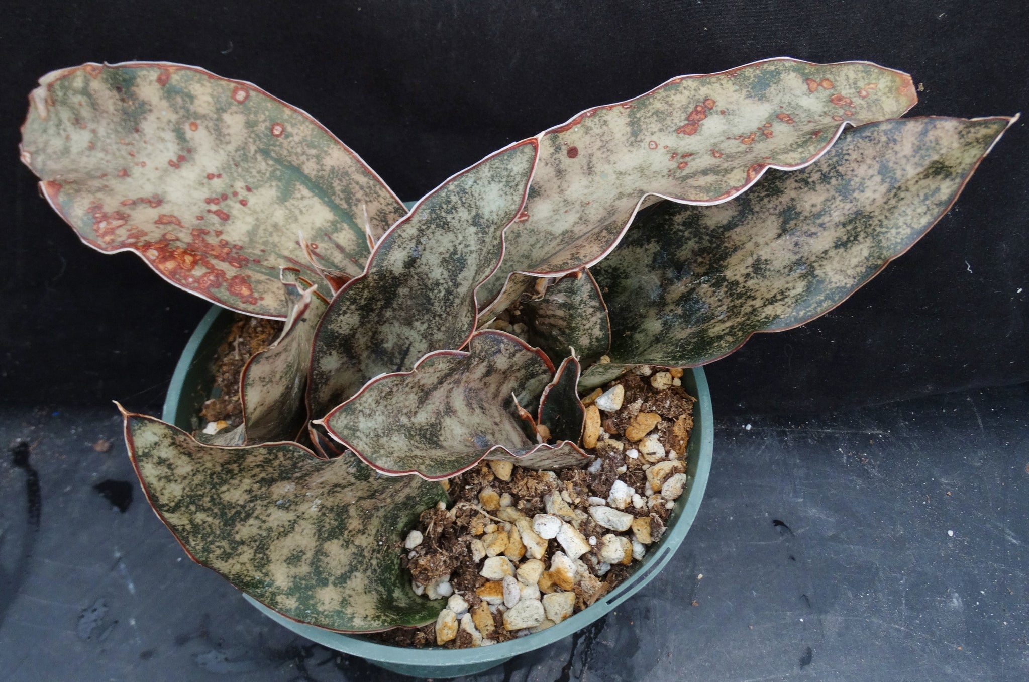 sansevieria kirkii brown Sansevieria kirkii 'Coppertone' (Dracaena) *5 Growing Points* – Kyle's Plants