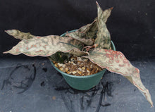 Load image into Gallery viewer, Sansevieria kirkii &#39;Coppertone&#39; (Dracaena) *5 Growing Points*
