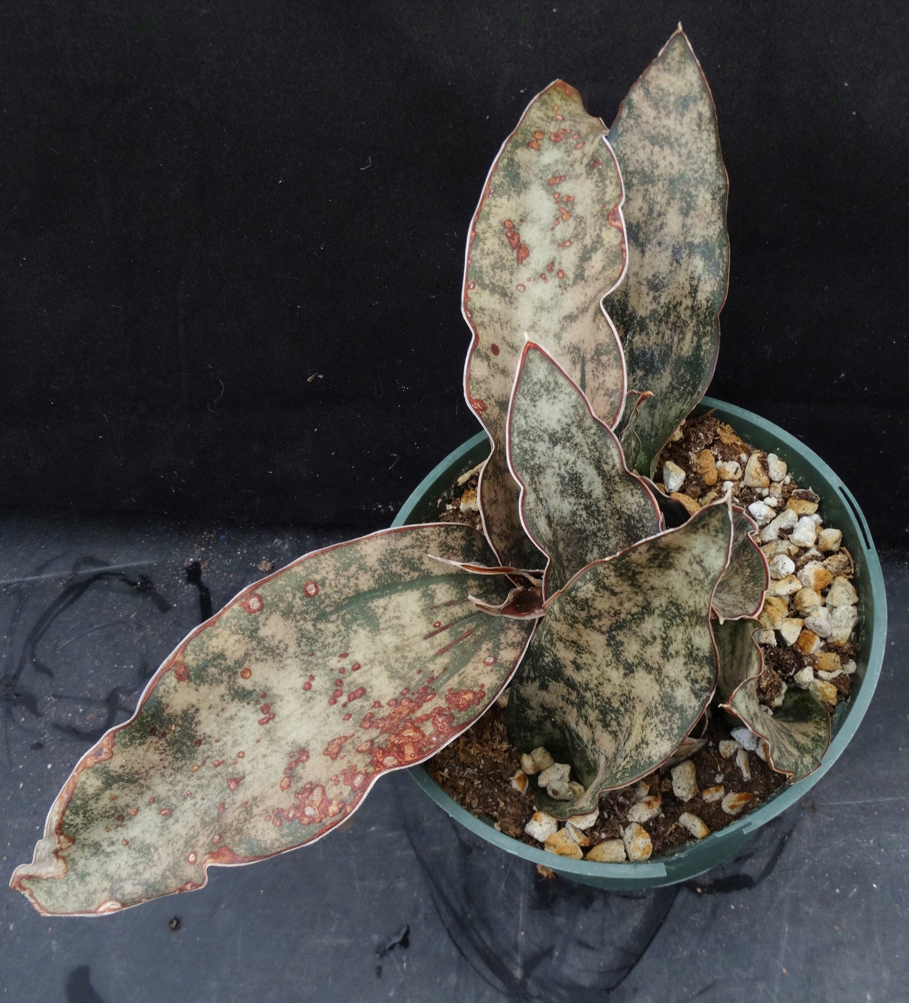 sansevieria kirkii var pulchra coppertone Sansevieria kirkii 'Coppertone' (Dracaena) *5 Growing Points* – Kyle's Plants
