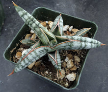 Load image into Gallery viewer, Sansevieria franciscii (Dracaena)
