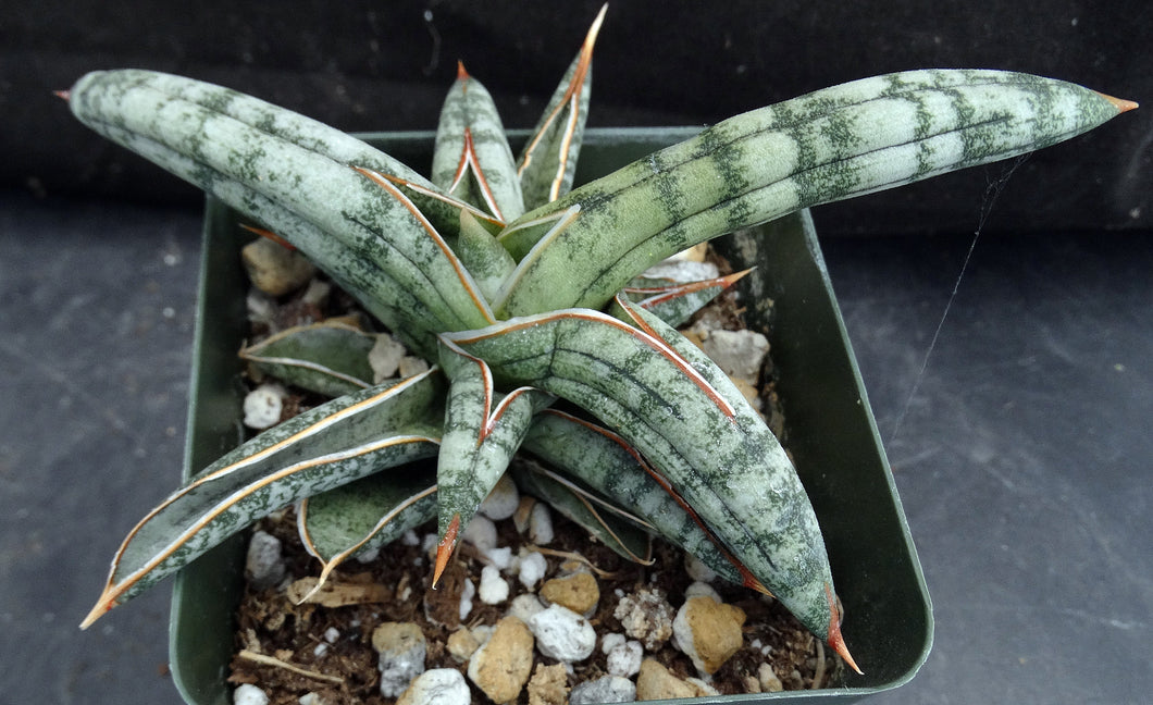 Sansevieria franciscii (Dracaena)