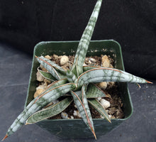 Load image into Gallery viewer, Sansevieria franciscii (Dracaena)
