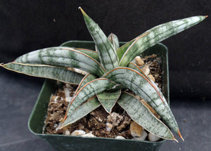 Sansevieria franciscii (Dracaena)