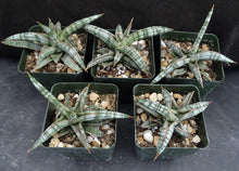 Load image into Gallery viewer, Sansevieria franciscii (Dracaena)
