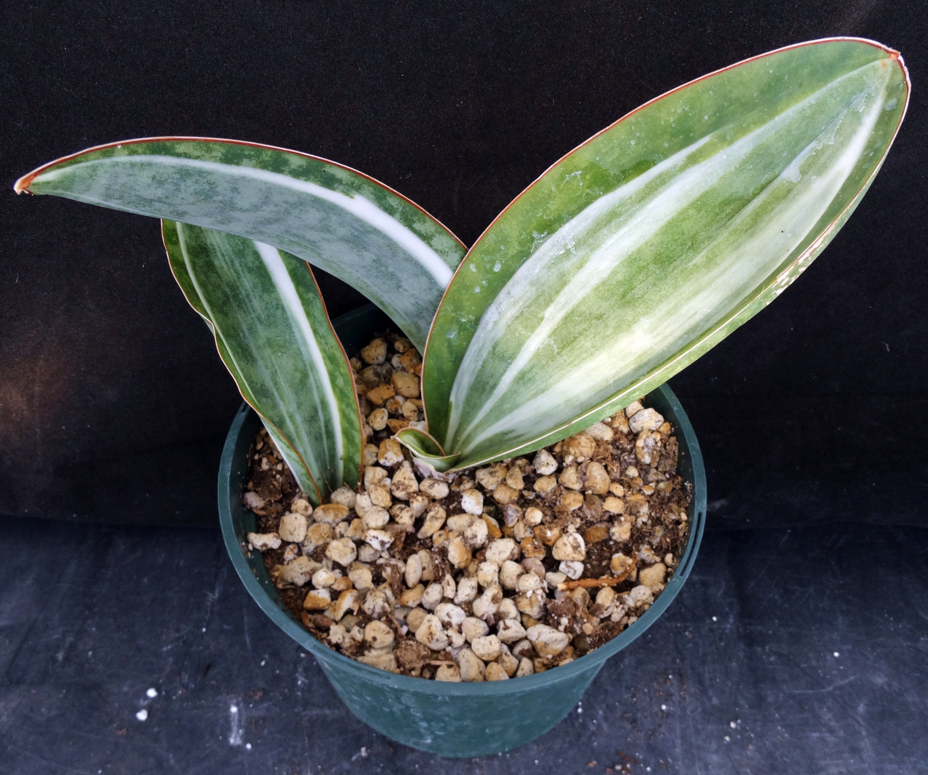 masoniana sansevieria Sansevieria masoniana 'variegata' Variegated White form (Dracaena)