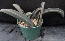 Load image into Gallery viewer, Sansevieria halii &#39;Pink Baseball Bat&#39; *Three Growing Points*

