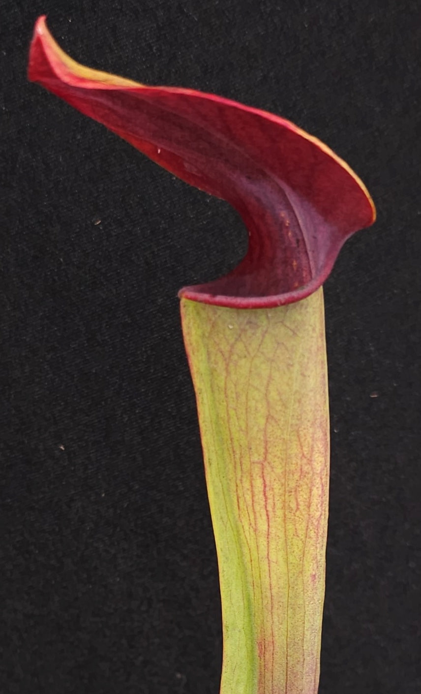 Sarracenia alata 'Maroon Throat'