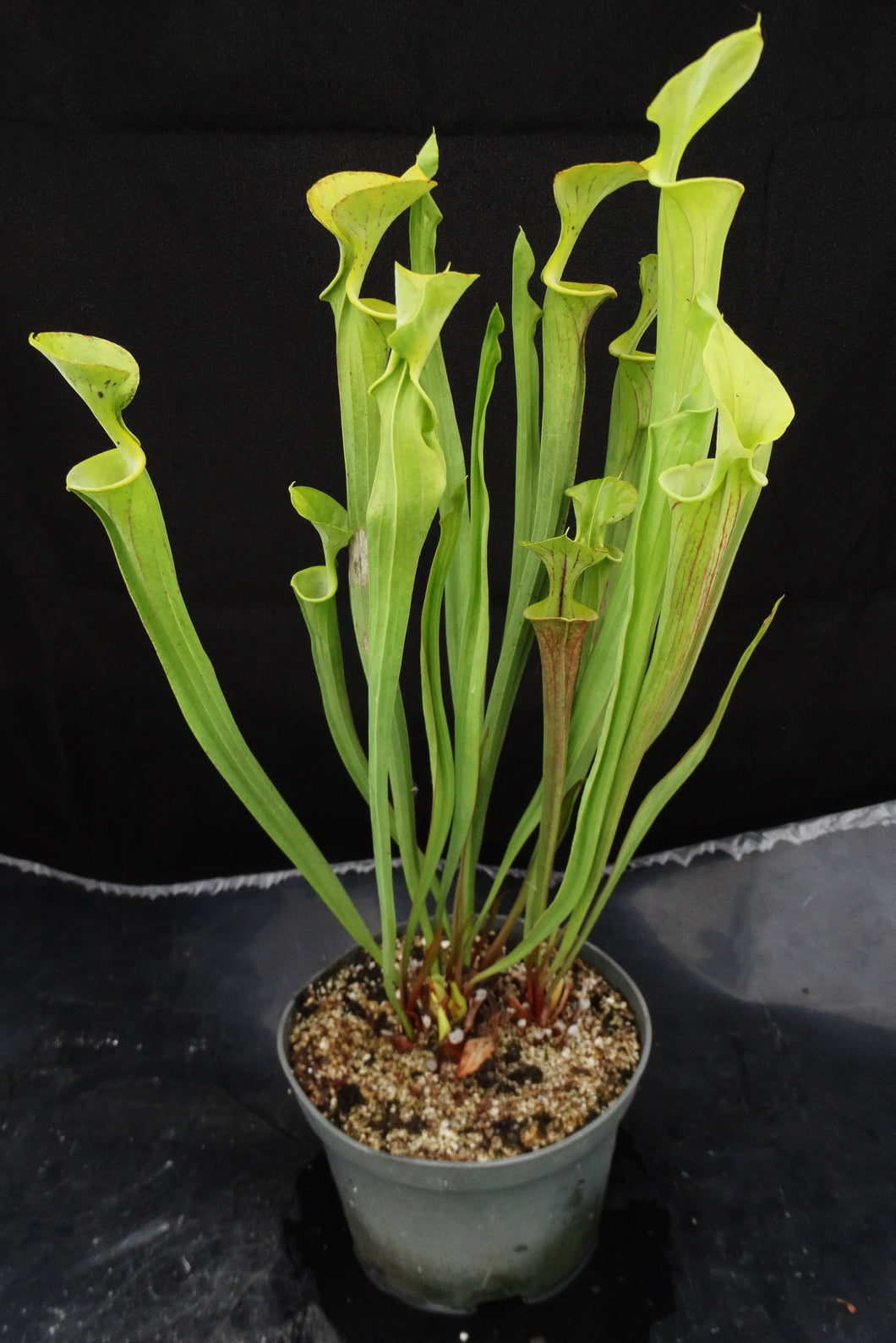 Sarracenia flava *Bigger Plant!* 6 Growing Points!
