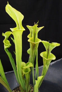 Sarracenia flava *Bigger Plant!* 6 Growing Points!