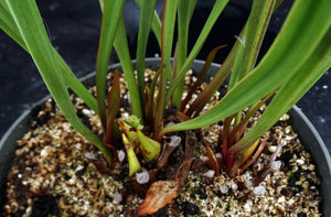 Sarracenia flava *Bigger Plant!* 6 Growing Points!