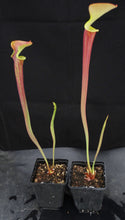 Load image into Gallery viewer, Sarracenia flava v. rubricorpora &#39;Burgundy&#39;
