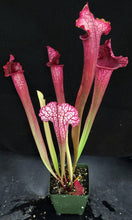 Load image into Gallery viewer, Sarracenia x &#39;Juthatip Soper&#39; *Dormant Plants*
