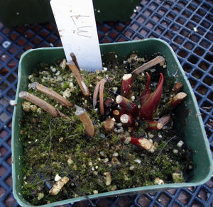 Sarracenia x 'Leah Wilkerson' *Dormant Plants*