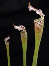 Load image into Gallery viewer, Sarracenia leucophylla *Dormant Plants*
