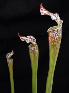 Sarracenia leucophylla *Bigger Plant!* 5 growing points