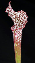 Load image into Gallery viewer, Sarracenia leucophylla *Bigger Plant!* 5 growing points

