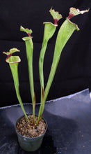 Load image into Gallery viewer, Sarracenia x &#39;Leah Wilkerson&#39; *Dormant Plants*
