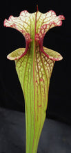 Load image into Gallery viewer, Sarracenia x &#39;Leah Wilkerson&#39; *Dormant Plants*
