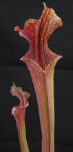 Load image into Gallery viewer, Sarracenia &#39;Royal Ruby&#39;
