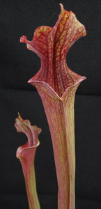 Sarracenia 'Royal Ruby'